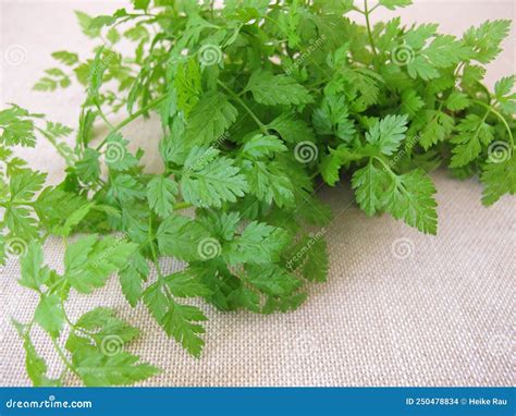 A Herb Bouquet with Fresh Garden Chervil Stock Photo - Image of fines ...