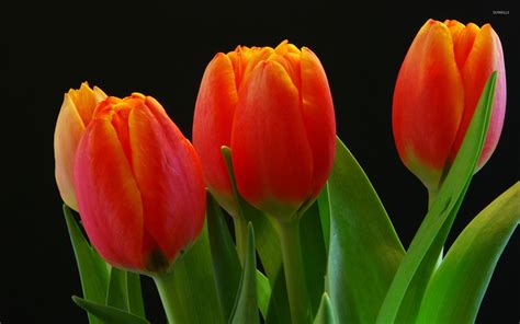 Orange tulips [4] wallpaper - Flower wallpapers - #40141