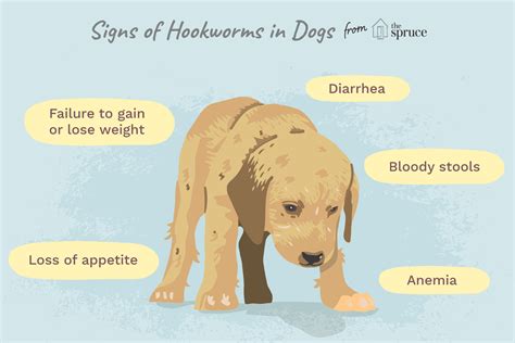 How to Treat Hookworms in Dogs