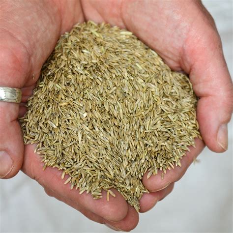 Annual Rye Grass Rye Seed - Territorial Seed Company