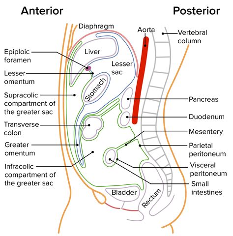 Retroperitoneal Space Organs