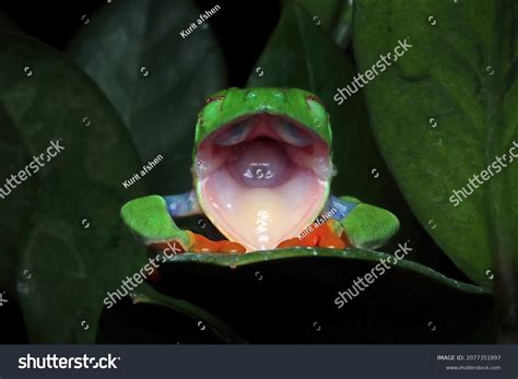 Frog With Mouth Open