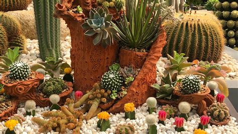 Cactus garden ideas: 12 ways to welcome these prickly plants into your ...