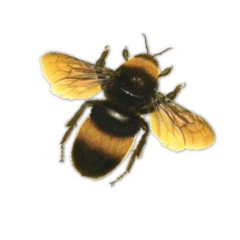 Bee PNG Transparent Images | PNG All