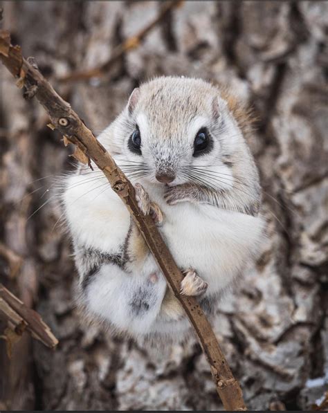 Flying squirrel resting on a branch in Hokkaido Japan. By Tak Tatata ...