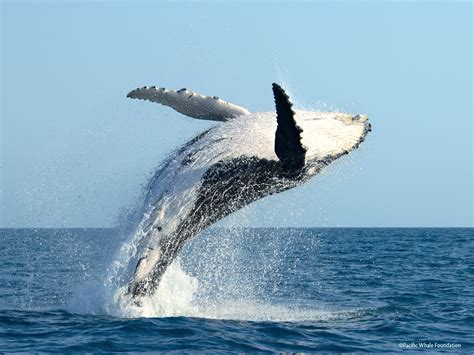 Humpback whale wallpaper | 1152x864 | #13446