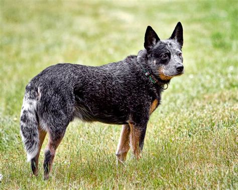 Australian Cattle Dog - Wikipedia