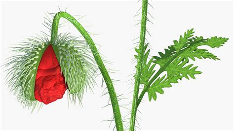 Stages of Poppy Flower Growth 3D Model $69 - .3ds .blend .c4d .fbx .max ...