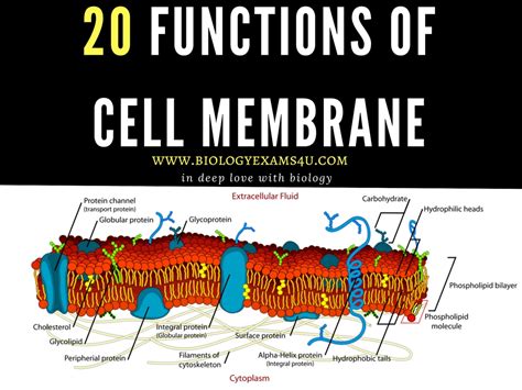 20 Functions of Cell membrane or Plasma membrane