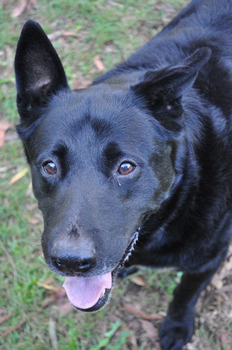 Black Kelpie - Australia | Australian kelpie, Puppies, Puppy pictures