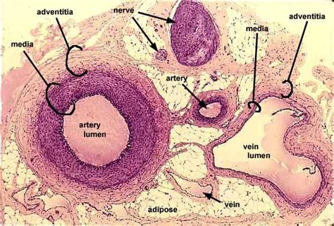 artery, vein, and nerve slide ... | Anatomy and physiology, Arteries ...