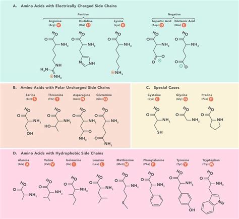 Why do ruminant animals not require all amino acids in its diet? - Quora