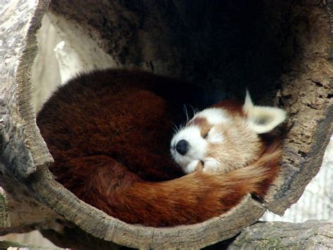 Daily Dose Of Cute: Red Panda Sleeping