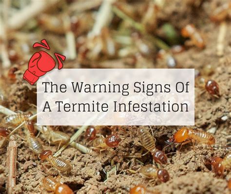 The Warning Signs Of A Termite Infestation | Knockout Pest Control