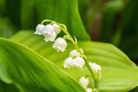 Lily Of The Valley Care & UK Growing Tips | UpGardener™