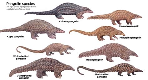 What is a pangolin? Pangolin Conservation Africa