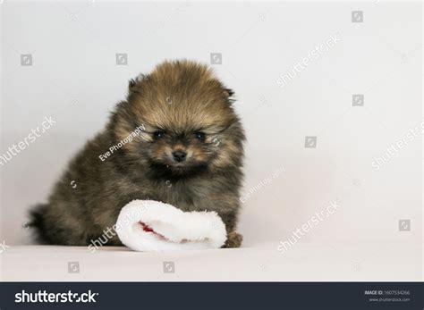 Pomeranian Baby Posing White Studio Background Stock Photo 1607534266 ...