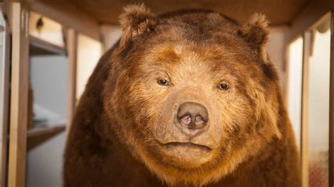 Monarch the Grizzly Bear | California Academy of Sciences