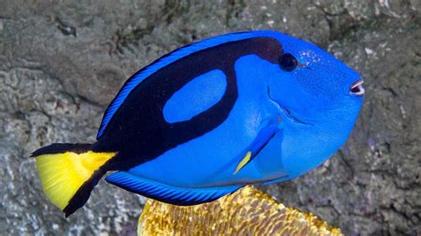 Aquarium of the Pacific | Online Learning Center | Palette Surgeonfish