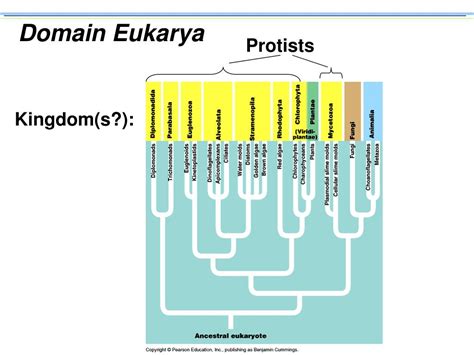 PPT - Domain Eukarya PowerPoint Presentation, free download - ID:521966