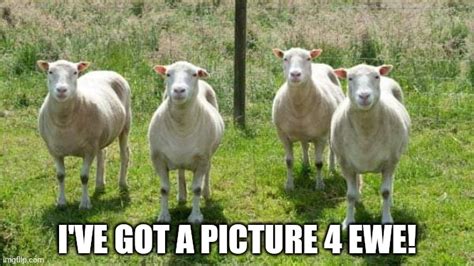 Funny Sheep Meme - Captions Beautiful