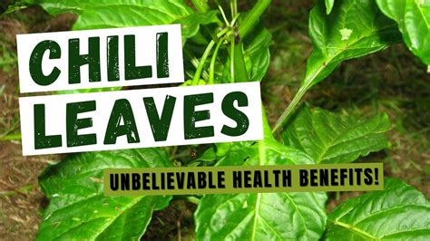 The Unbelievable Health Benefits of Chili Leaves - YouTube