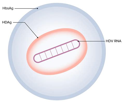 Virus de la Hepatitis D | Concise Medical Knowledge