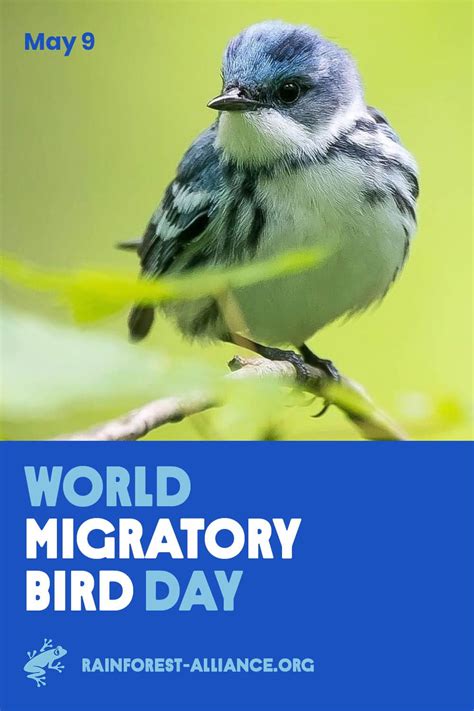 Conserving Cerulean Warbler Habitat Along Its Migratory Route ...