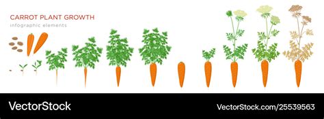 Carrot plant growth stages infographic elements Vector Image