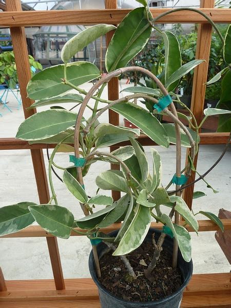 Stephanotis floribunda (Bride's Flower, Clustered Wax Flower, Hawaiian ...