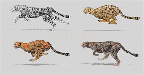 Cheetah Running Drawing at GetDrawings | Free download