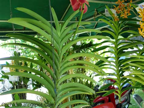 Orchids Flowers Pictures Bulbophyllum Vanda Cattleya Cymbidium ...