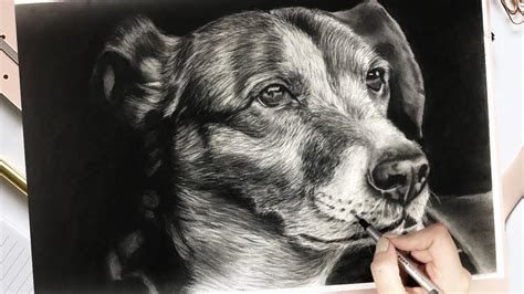 How To Draw A Realistic Dog Youtube - How to draw, realistic dog ...