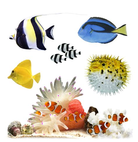 Ten Facts About Coral Reef Fish Dk Find Out