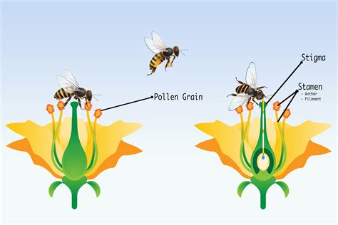 How Do Bees Help Flowers With Pollination at Kelly Howard blog