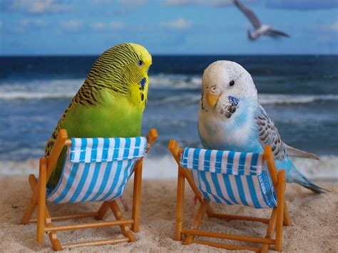 Cute Budgie Wallpapers - 4k, HD Cute Budgie Backgrounds on WallpaperBat