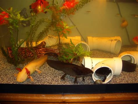 Axolotl Aquarium Size - garnelen aquarium boden