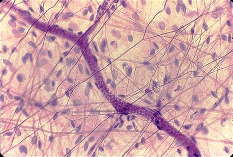 Histology at SIU