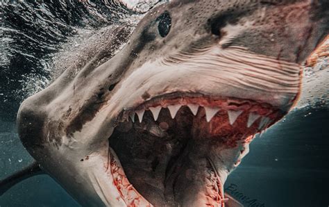 Great White Shark Size Comparison To Bus