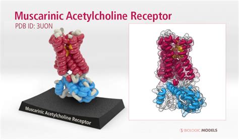 Muscarinic Acetylcholine Receptor - Biologic Models