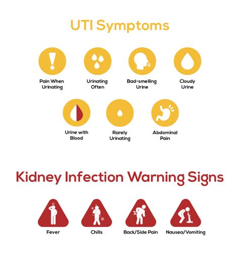 Kidney Infection vs UTI: What's the Difference? - CardiacDirect