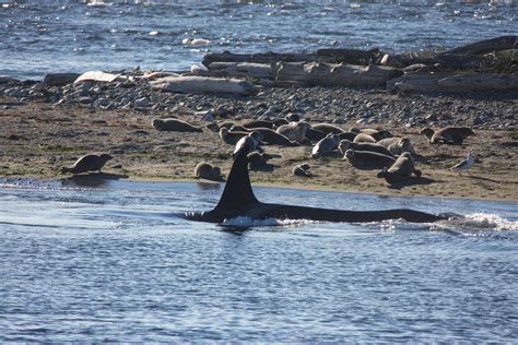 Salish Sea Killer Whales Have a Surprising New Way of Hunting | Bloodydecks