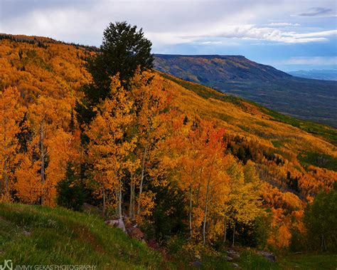 Grand Mesa National Forest, Colorado | Nature and Portrait Photography ...