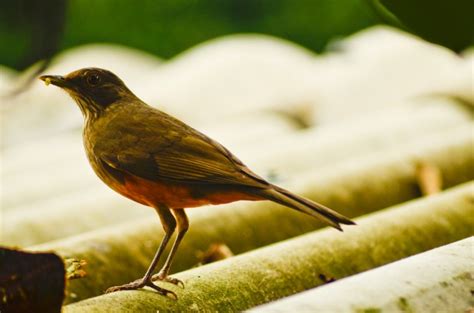 Sábia Laranjeira - Turdus rufiventr Foto stock gratuita - Public Domain ...