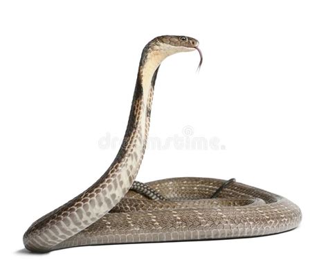 King Cobra - Ophiophagus Hannah, Poisonous, White Background Stock ...