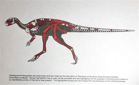 8' 9" Mounted Dryosaurus Skeleton From Colorado - Largest Complete ...