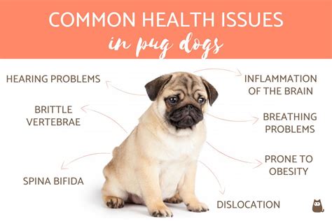 Are Pugs In Pain