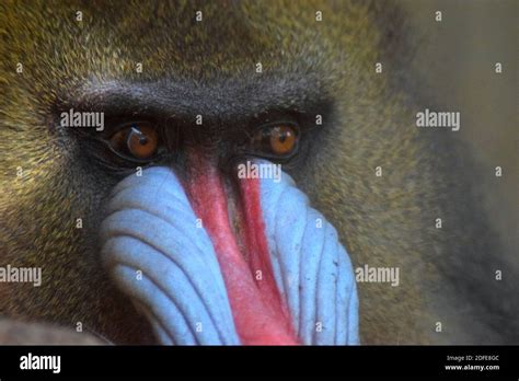 Mandrill teeth hi-res stock photography and images - Alamy