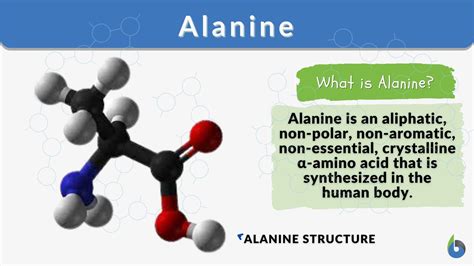 Alanine Amino Acid Structure