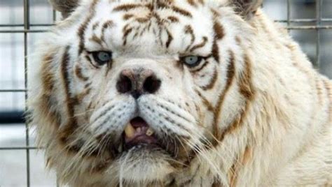 Kenny The White Tiger Reveals The Price of Inbreeding | IFLScience